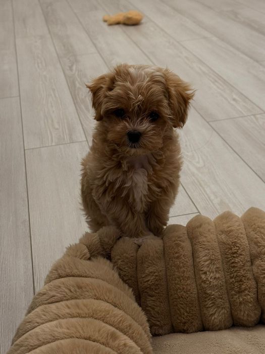 Шикарные малыши Мальтипу ф1ф1