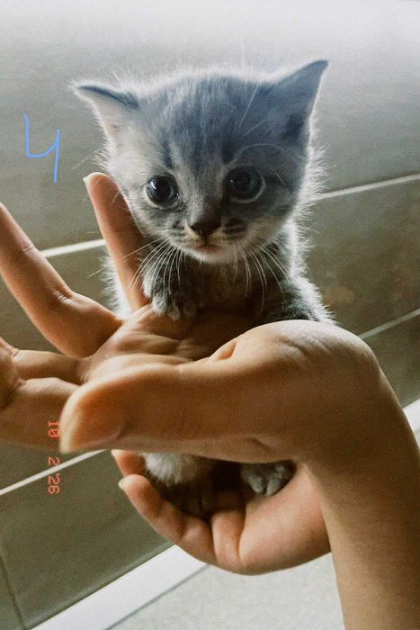 котята порадистый