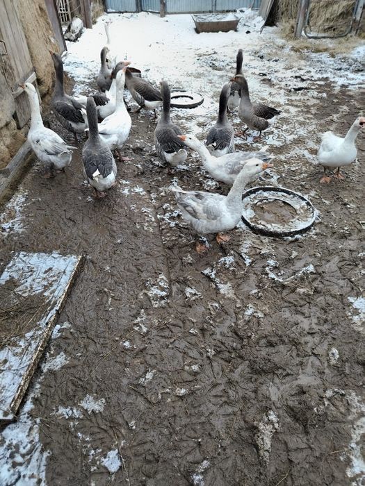 Продам гусей,на племя