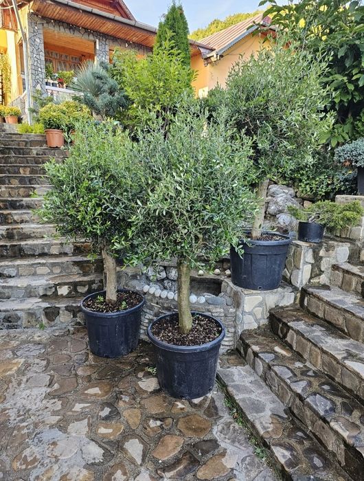 Leylandii 2.3m - 2.5m/ calitate extra/ super oferta!