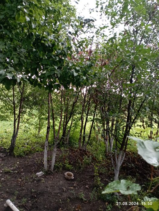 Продам дачу  срочно