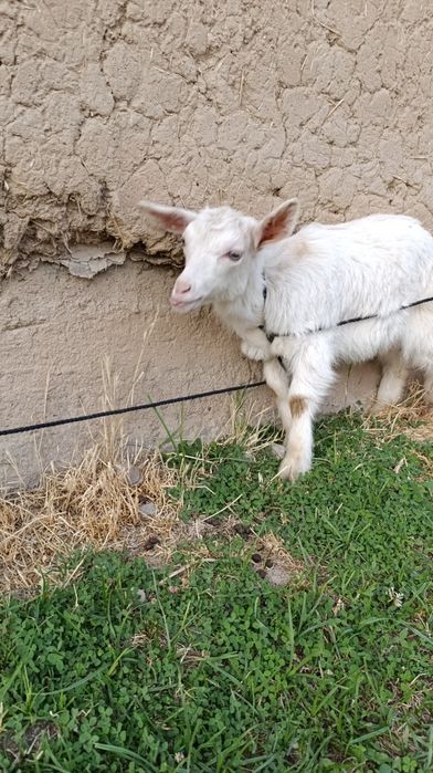 Козлы. Продаётся