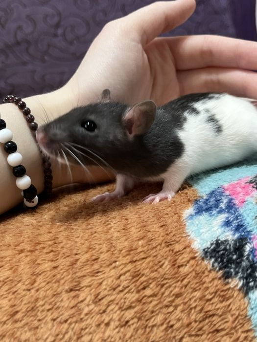 Ручной крысенок девочка (крыса,крысы,крыс)