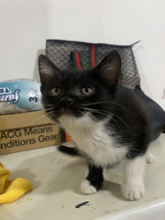 Котёнок домашний мальчик отдам