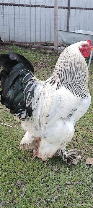 Cocoș Brahma HD h
