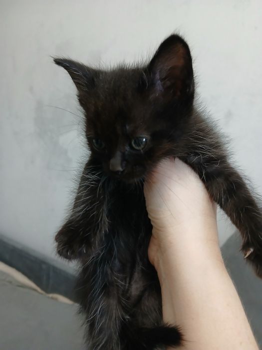 Отдам котёнка в добрые руки