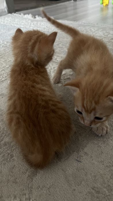 Отдам даром котят