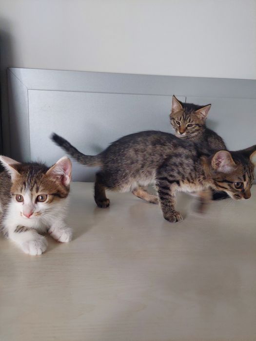 Котята мальчики проглистованы