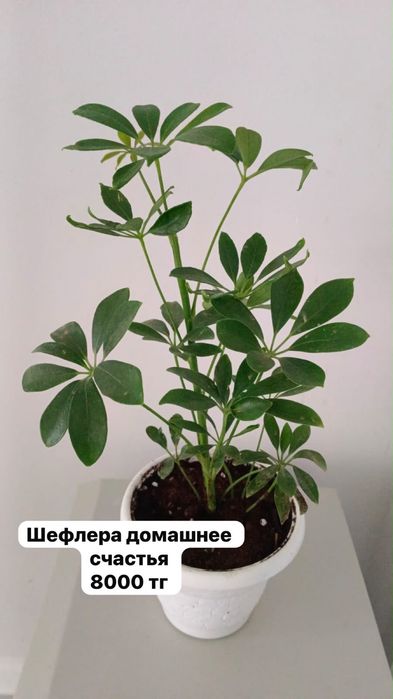 Цветы, домашные