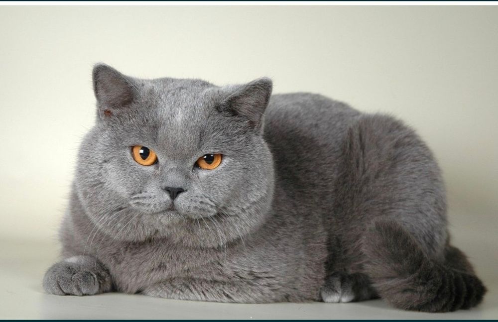 Britaniya kalta yungli sotladi