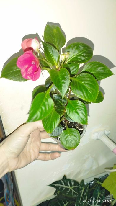 Продаются детки Бальзамина красного