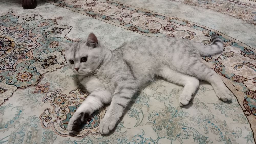 Шотланский мушук