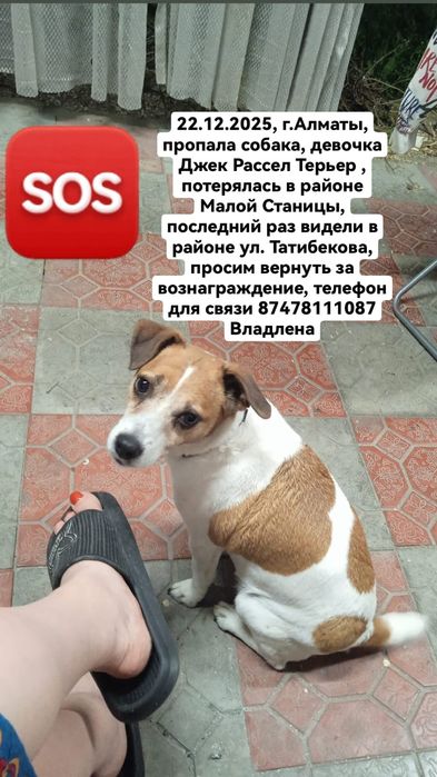 Пропала Джек рассел