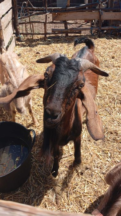 Țap anglonubian 2,5ani