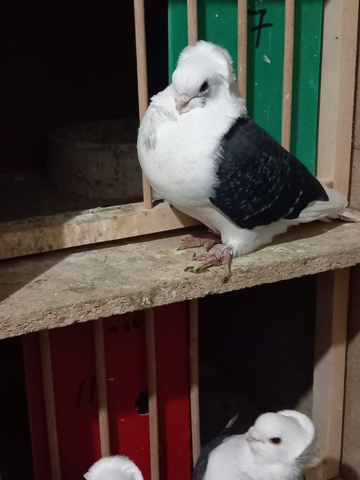 Porumbei pescarusi germani de calitate 200 roni perechea