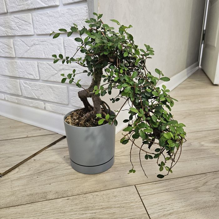 Бонсай привезенный из Китая