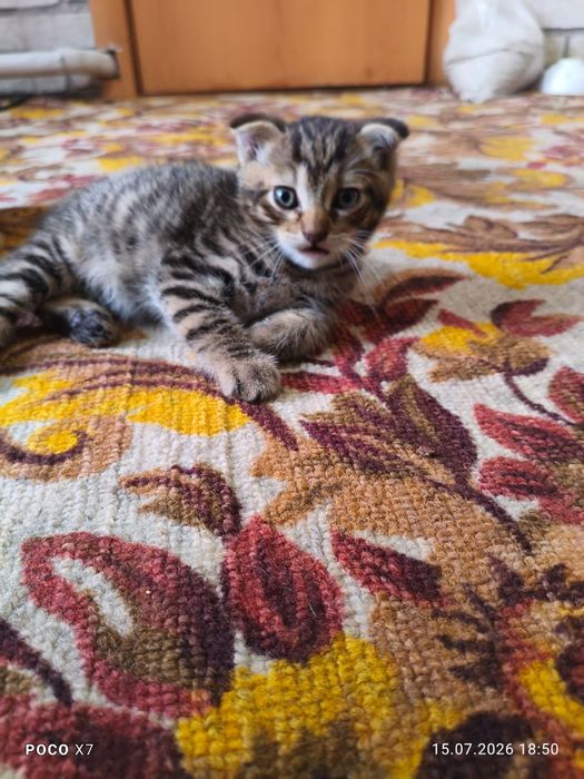 Милые котята ищат любящих родителей!!