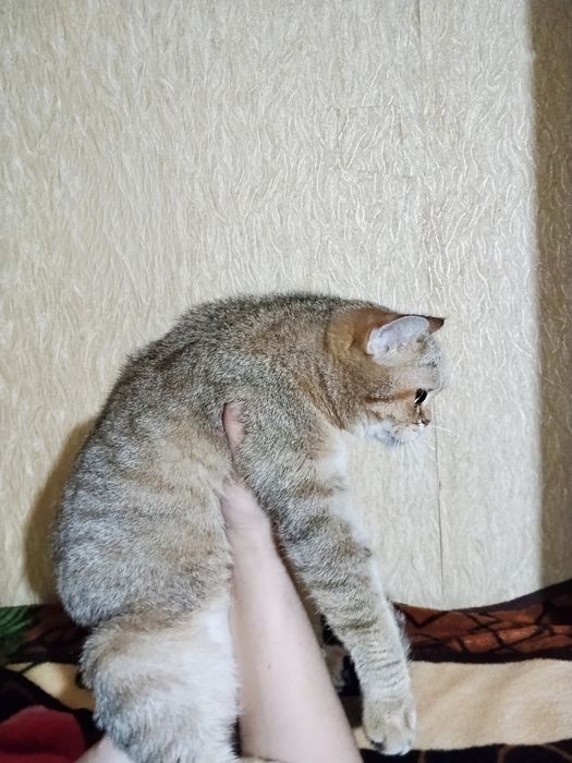 Продаются британская тикиловая шиншила