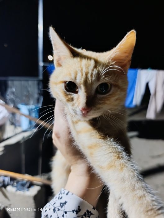 Котенок в добрые руки