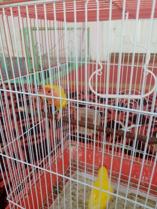 Toti qush hama yeri sog'lom lekin gapirmaydi