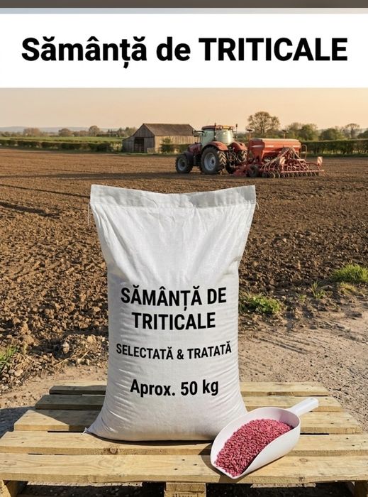 Triticake seminte, Sămânță de Triticale  , selectate șitratatăe, saci ~50 kg