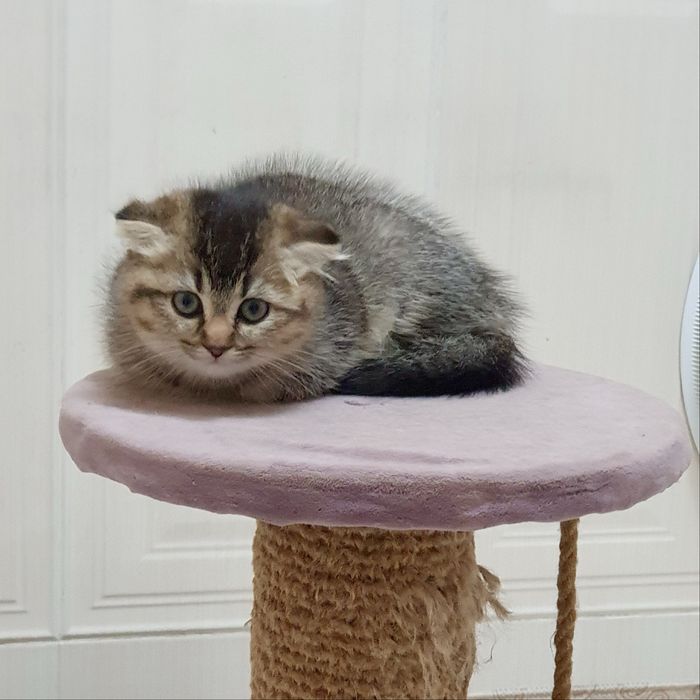 Кошка и котенкаа