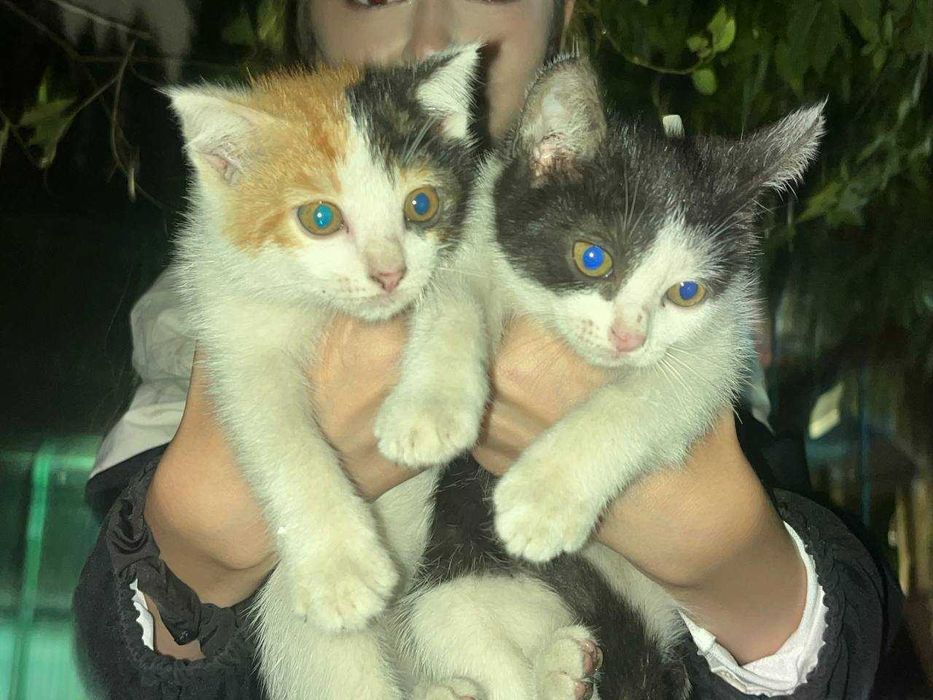 котята мальчик и девочки