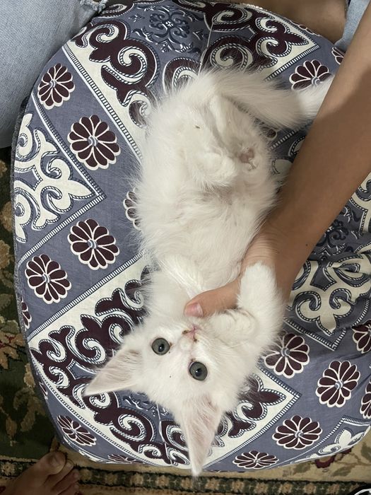 Белые котята. Девушки