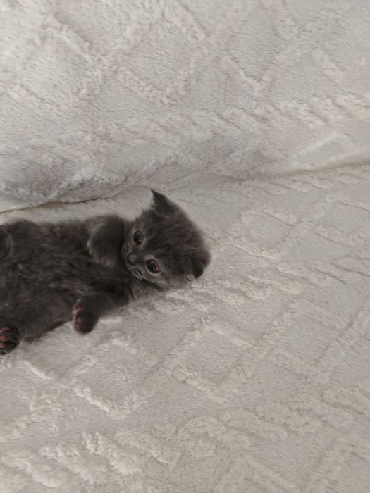 Отдам в хорошие руки  котят