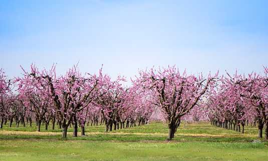 Proiecte tehnice livezi | Alun, nuc, pomi fructiferi | Consultanță