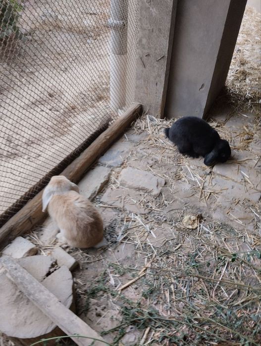 Декоративные вислоухие кролики