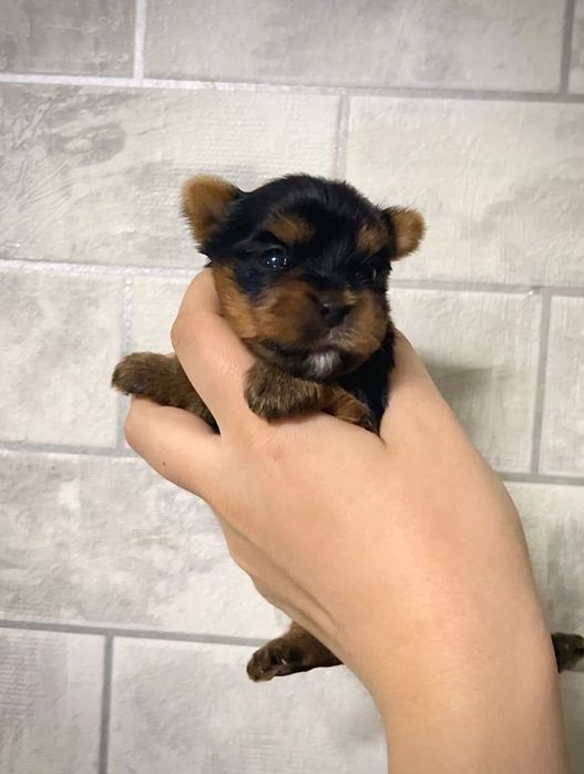 Йоркширские терьеры мальчики мини