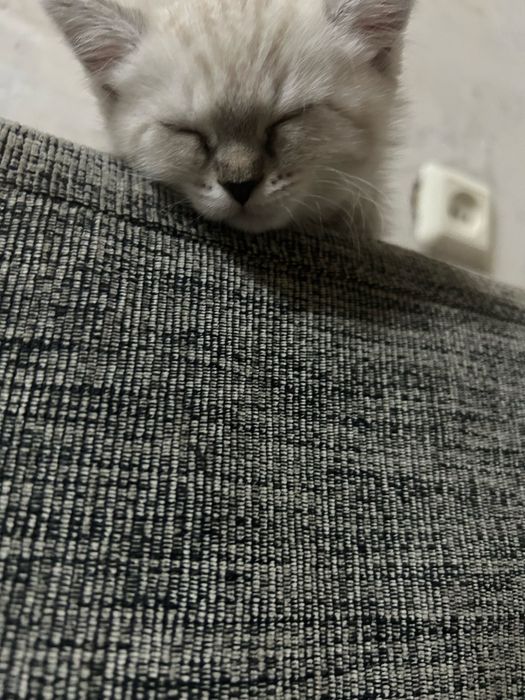 Отдам кошечку 2месяца
