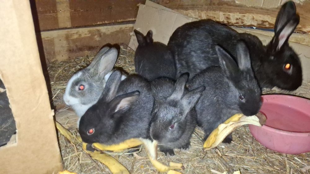 Продаются крольчата