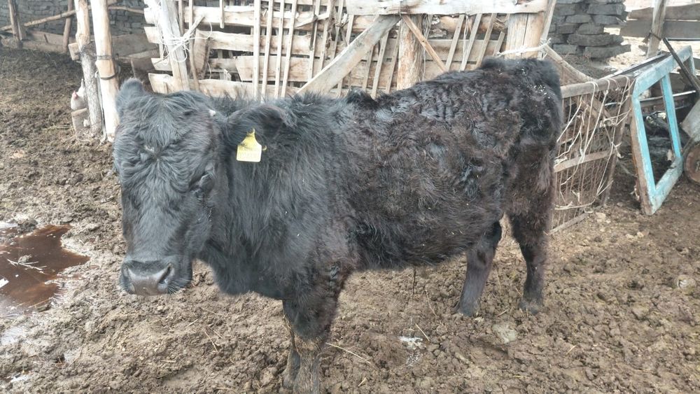 Ангус бұқаның балалары