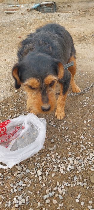 Щенок ягдтерер сатылады