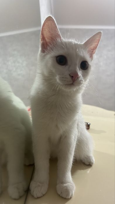 Отдам даром кота