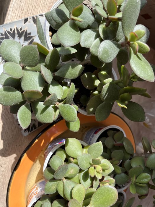 Денежное дерево, толстянка от 500 тг.