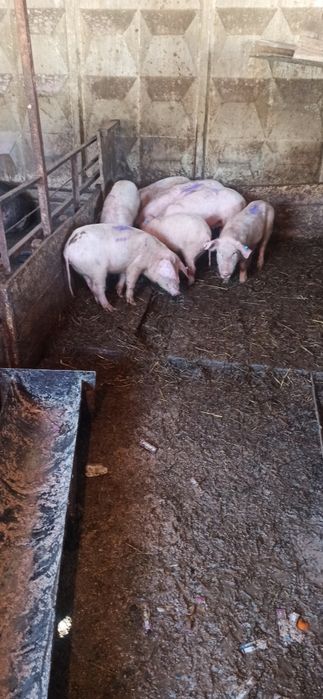 Продам поросят 3 месяца