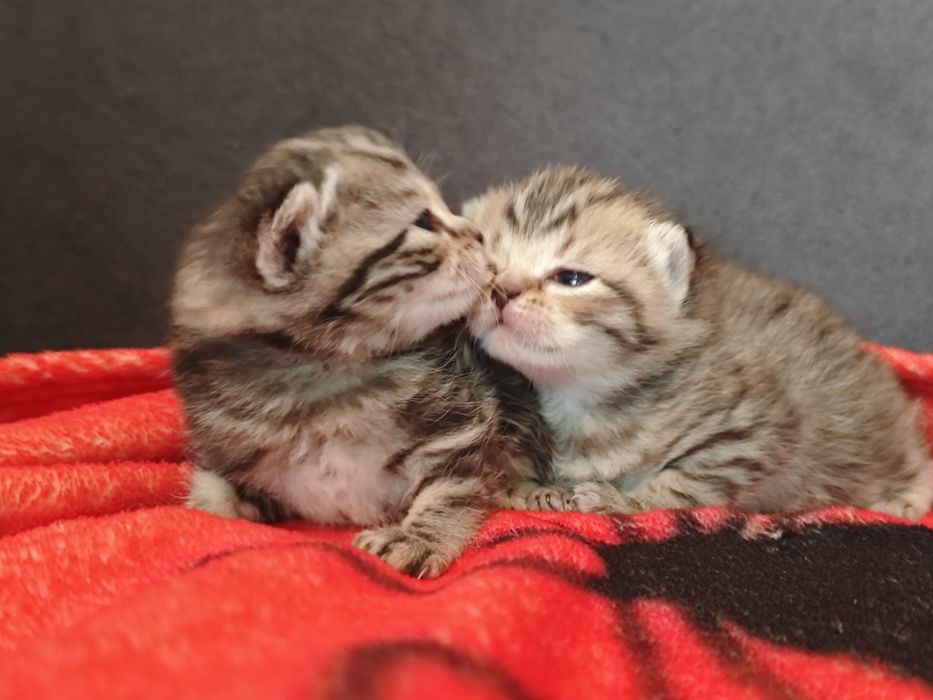 Бронь котят малышей