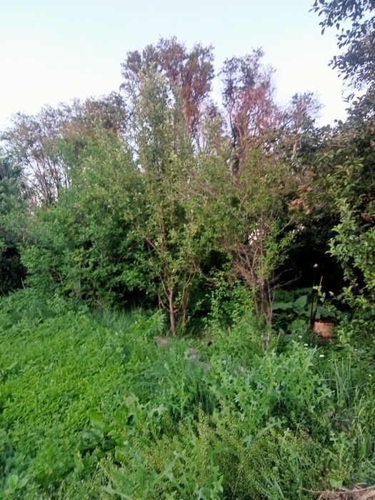 Продам дачу" Жемчужина"