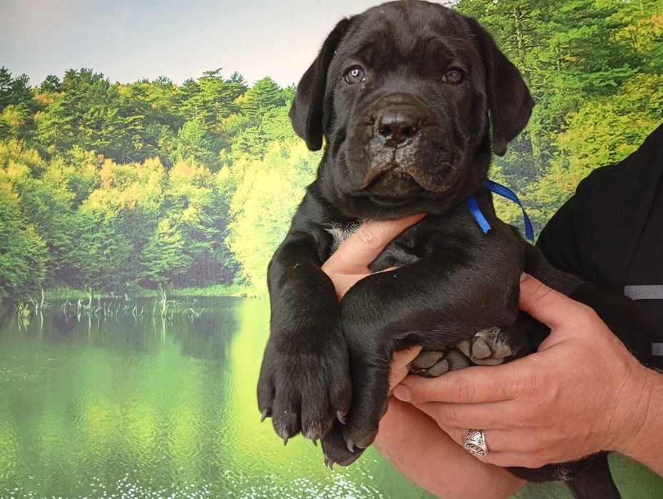 Кане Корсо cane Corso Italiano