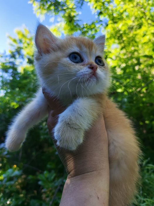 Шотландские котята