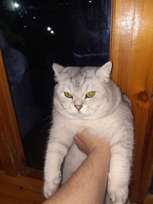 ВЯЗКА. Шотландская шиншилла приглашает кошек