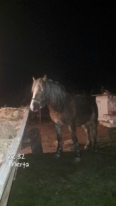 Vând manza de 2 ani foarte cuminte