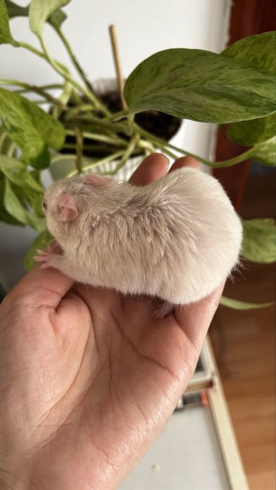 Хомяк сирииец 2 мес
