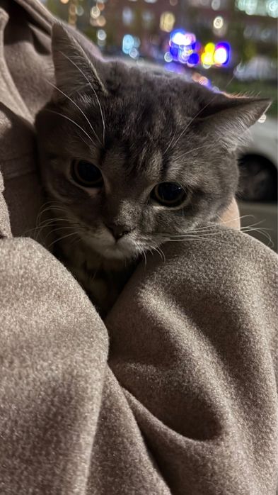 Кот сладкий ребенок ищет дом