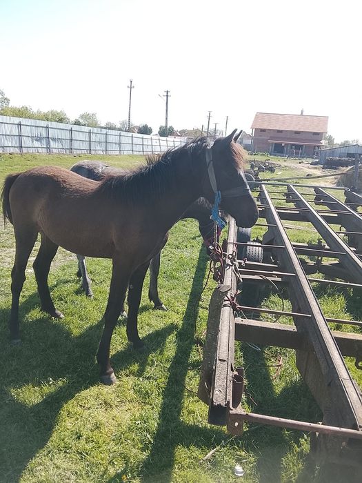 Schimb sau vând 2 mânji