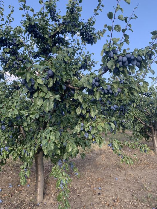 Vand prune pentru tuica/consum