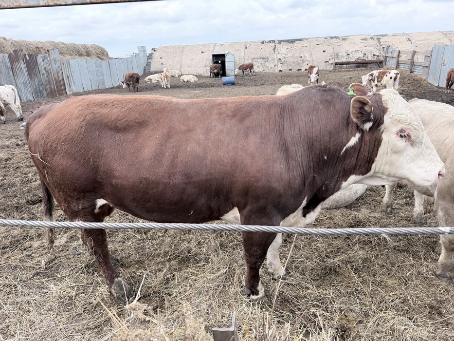 Продаю быка на племя .